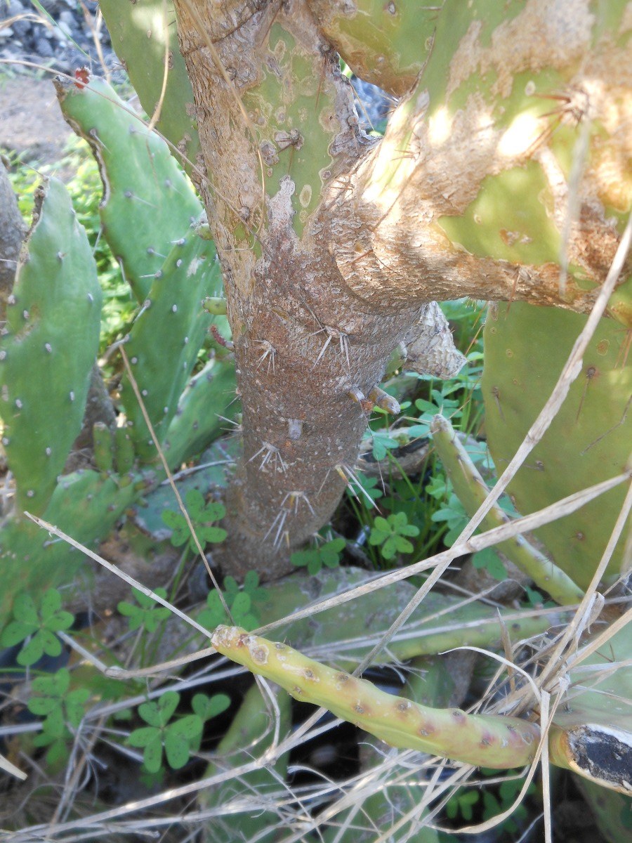 Opuntia monacantha / Fico d''India monospina